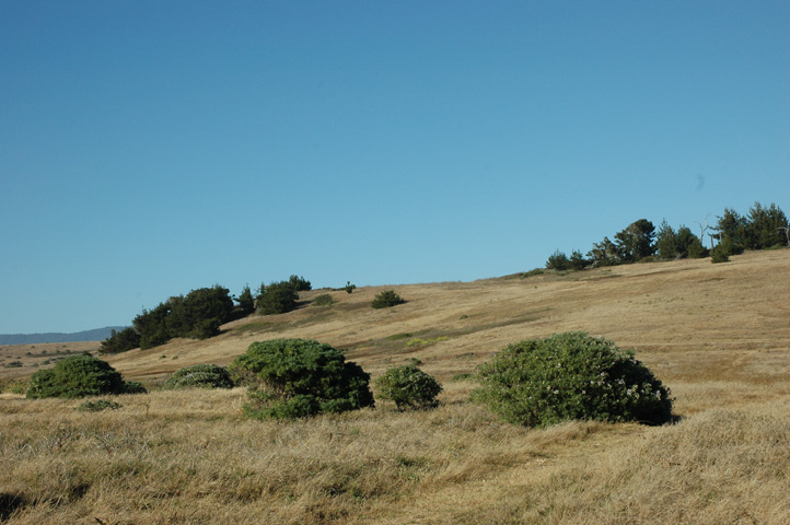 Cambria and Cayucos 072.jpg